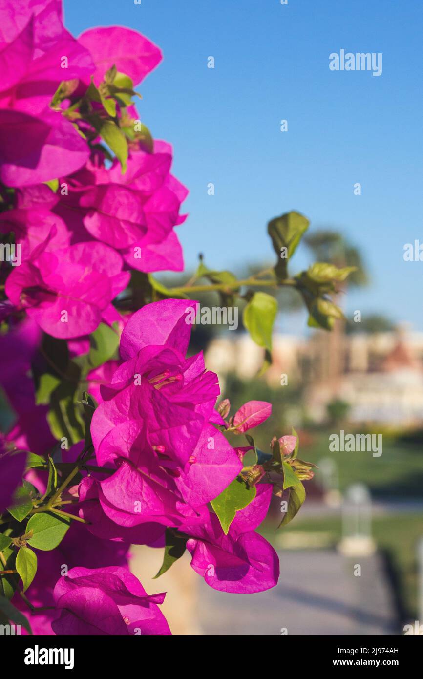 Close-up pink Bougainvillea flowers against a blurred background of palm trees and a hotel in Egypt. Summer rest. Stock Photo