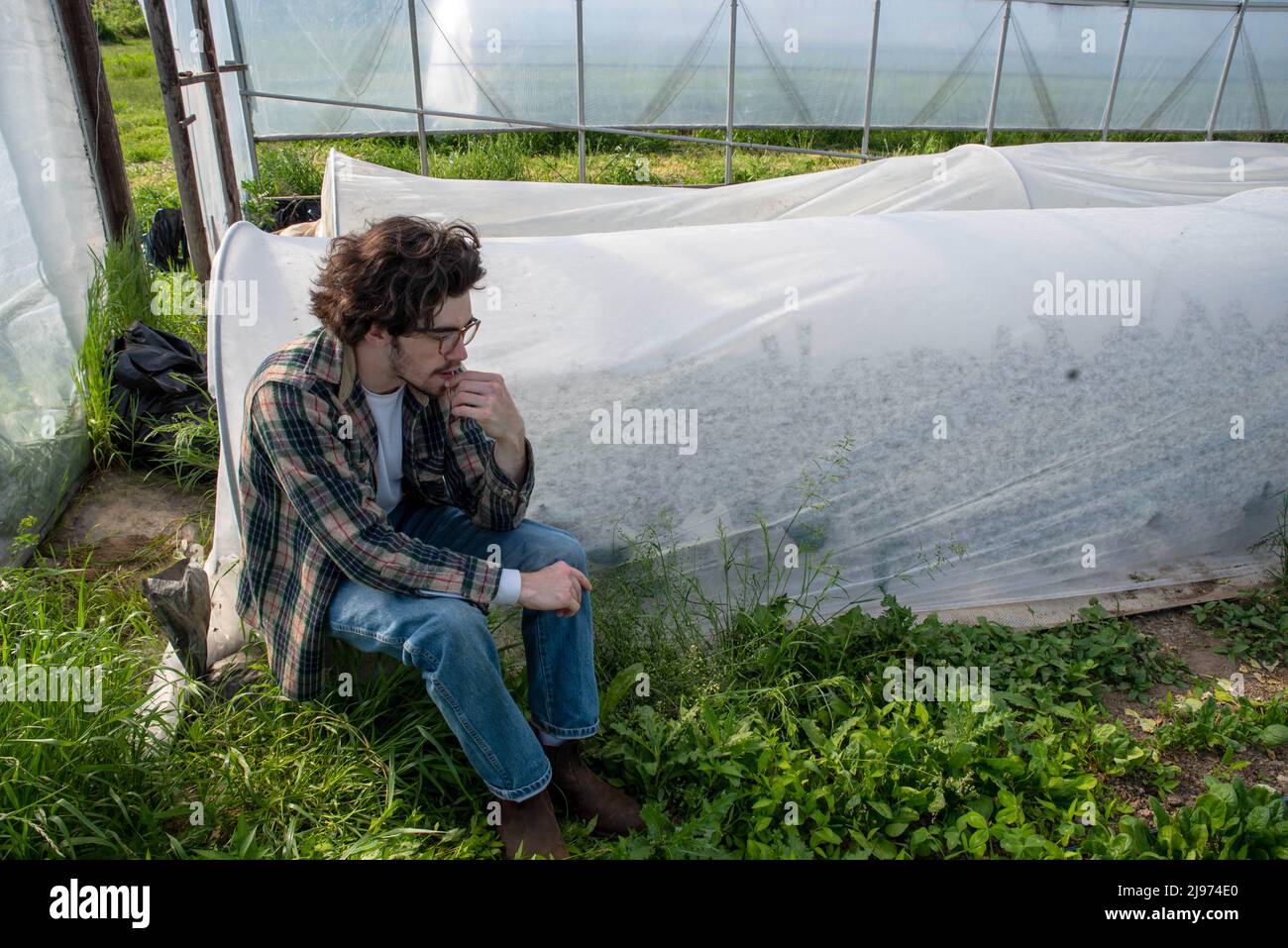 Young male farmer contemplates inside greenhouse by vegetable rows Stock Photo
