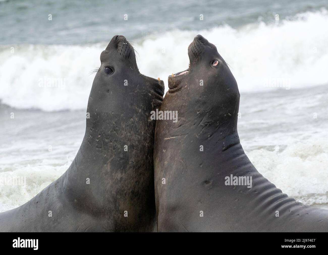 Elephant Seals Fighting Stock Photo