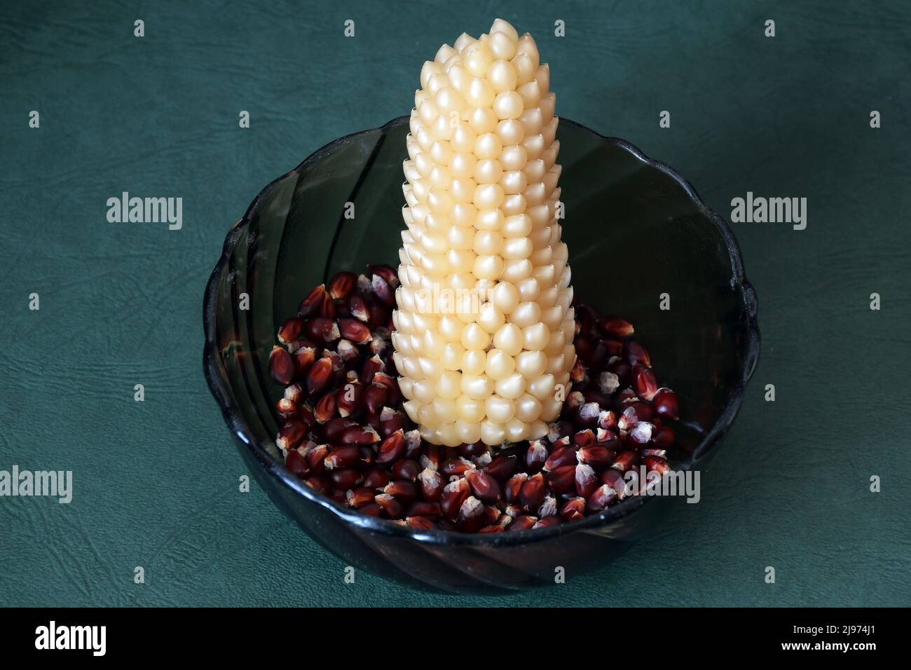 An ear of popcorn corn lies in a plate with darkcolored popcorn grains