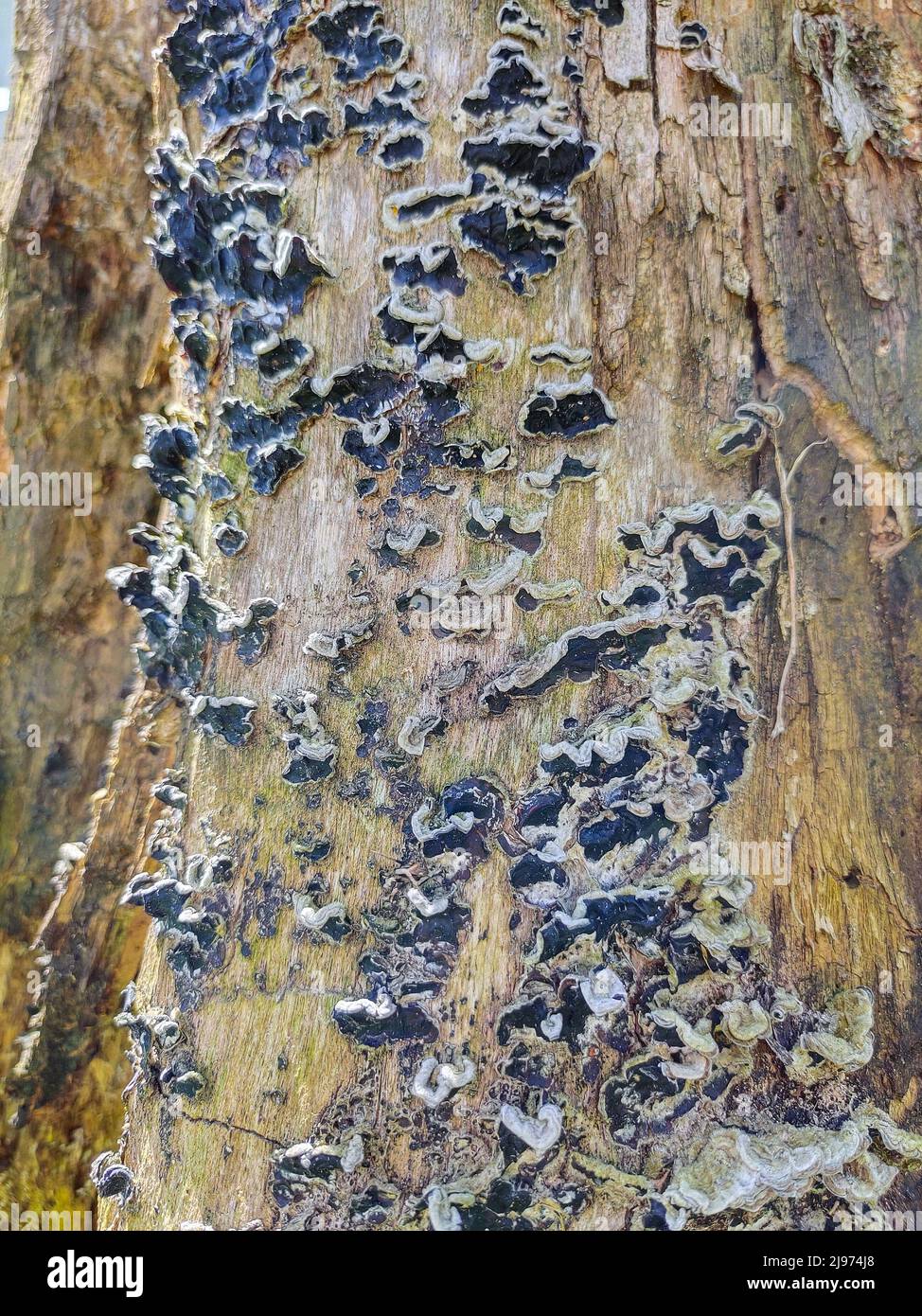 Outgrowths of a small parasite fungus on a tree over its entire surface Stock Photo