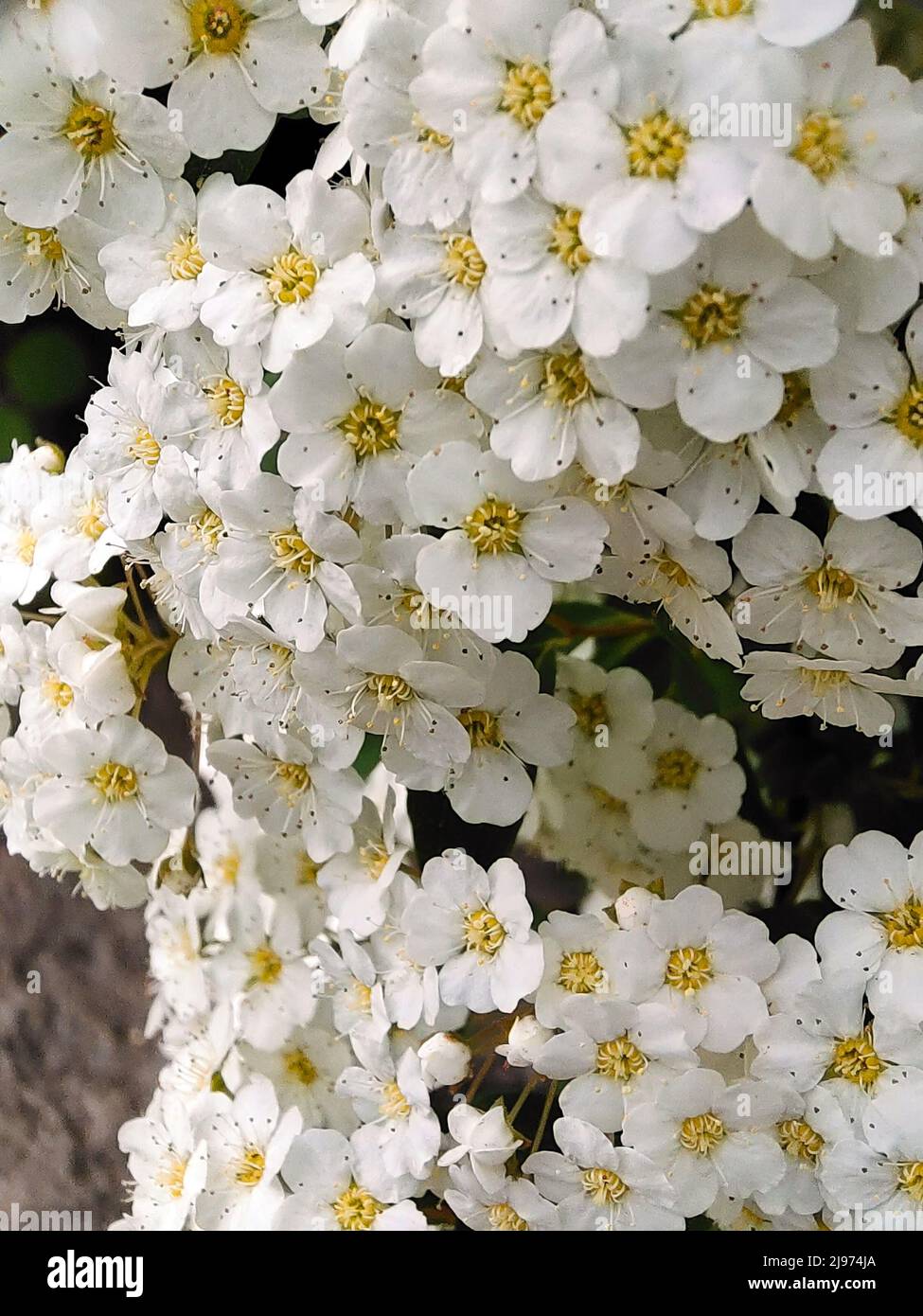 Lots of white white spirea bush flowers close up on full frame Stock Photo