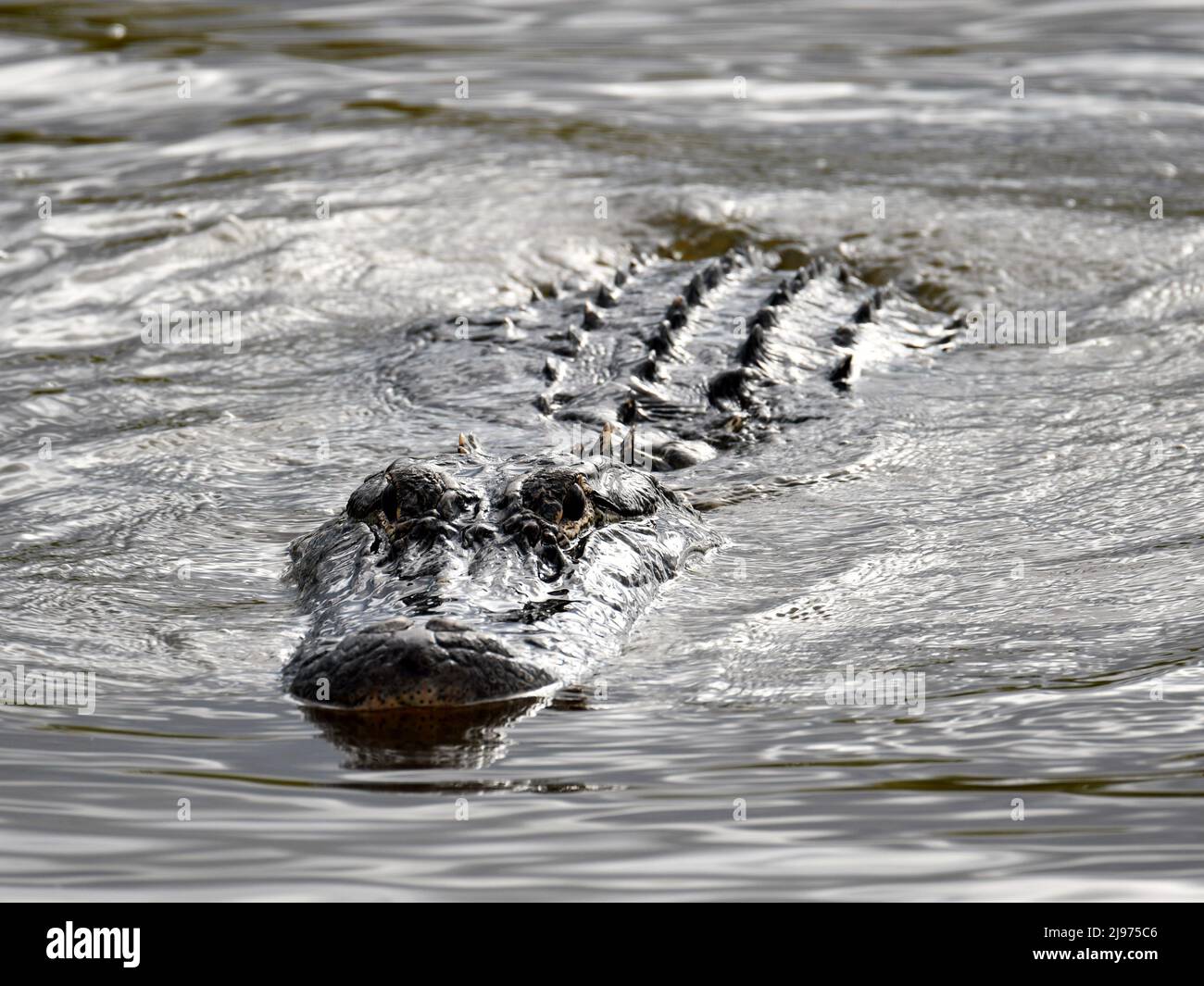 American Alligator Keeping Cool Stock Photo