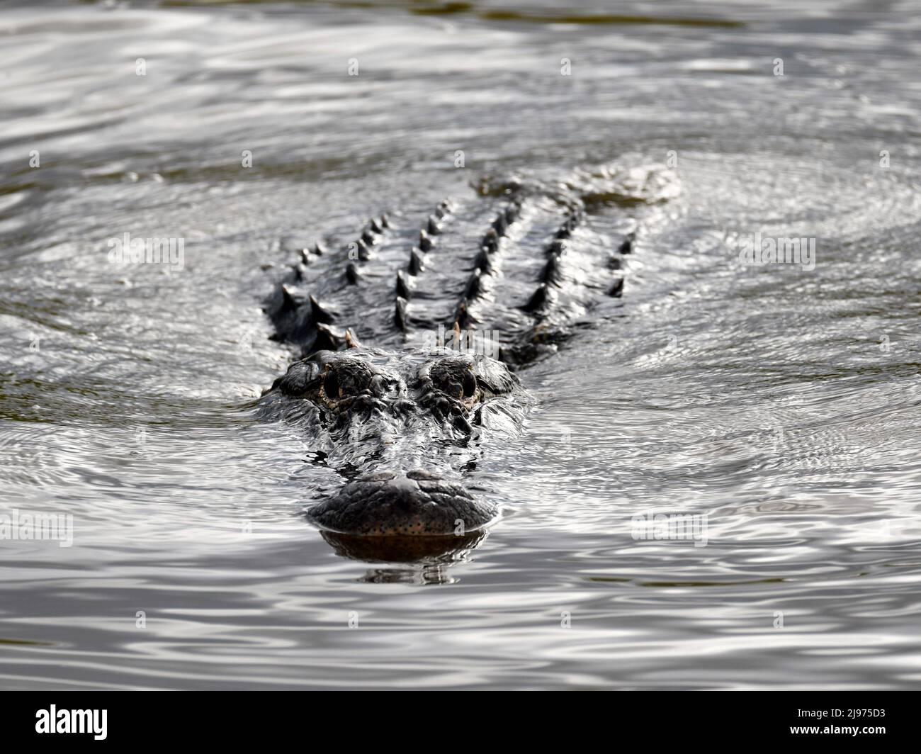 American Alligator In Florida Stock Photo