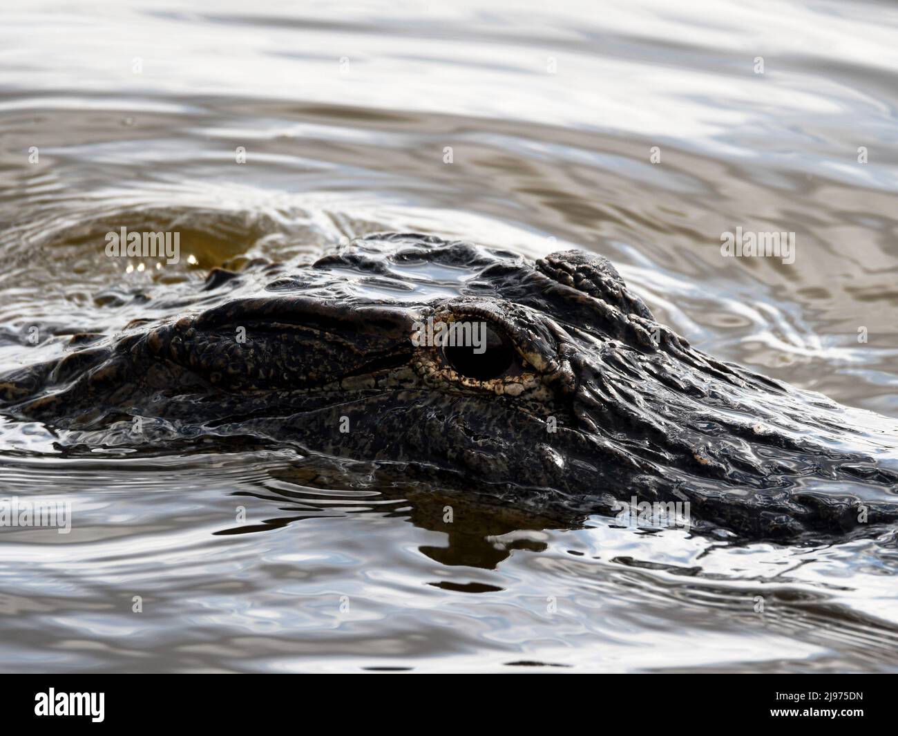American Alligator In Water Stock Photo Alamy