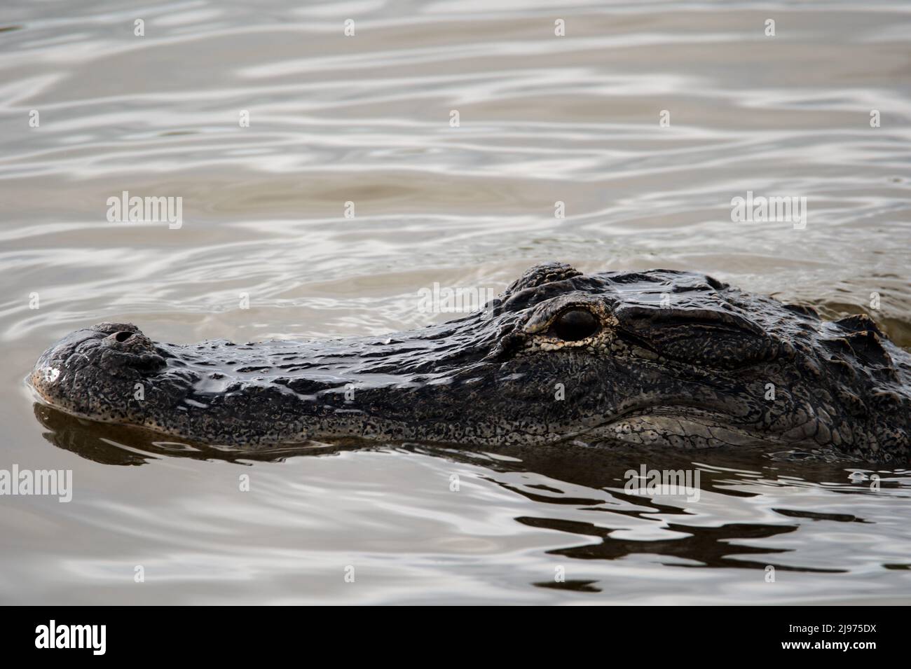 American Alligator In Lake Stock Photo