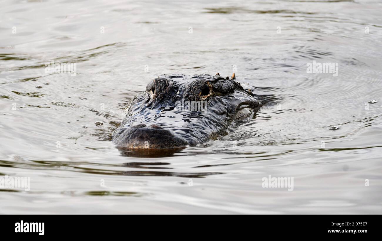 American Alligator Swimming Stock Photo