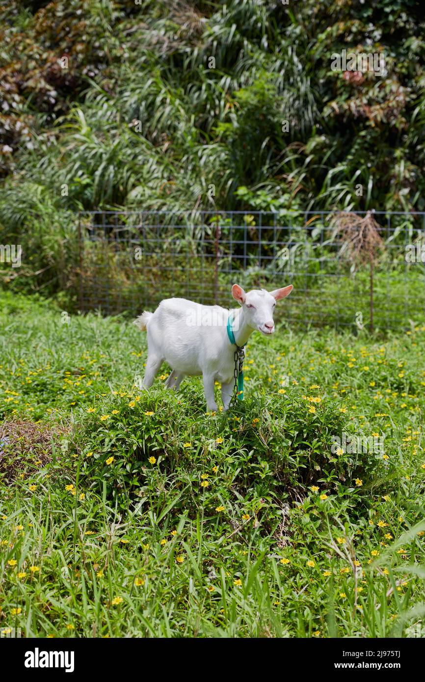 White goat on a small mound of grass and yellow flowers; Tokashiki Island, Okinawa, Japan Stock Photo