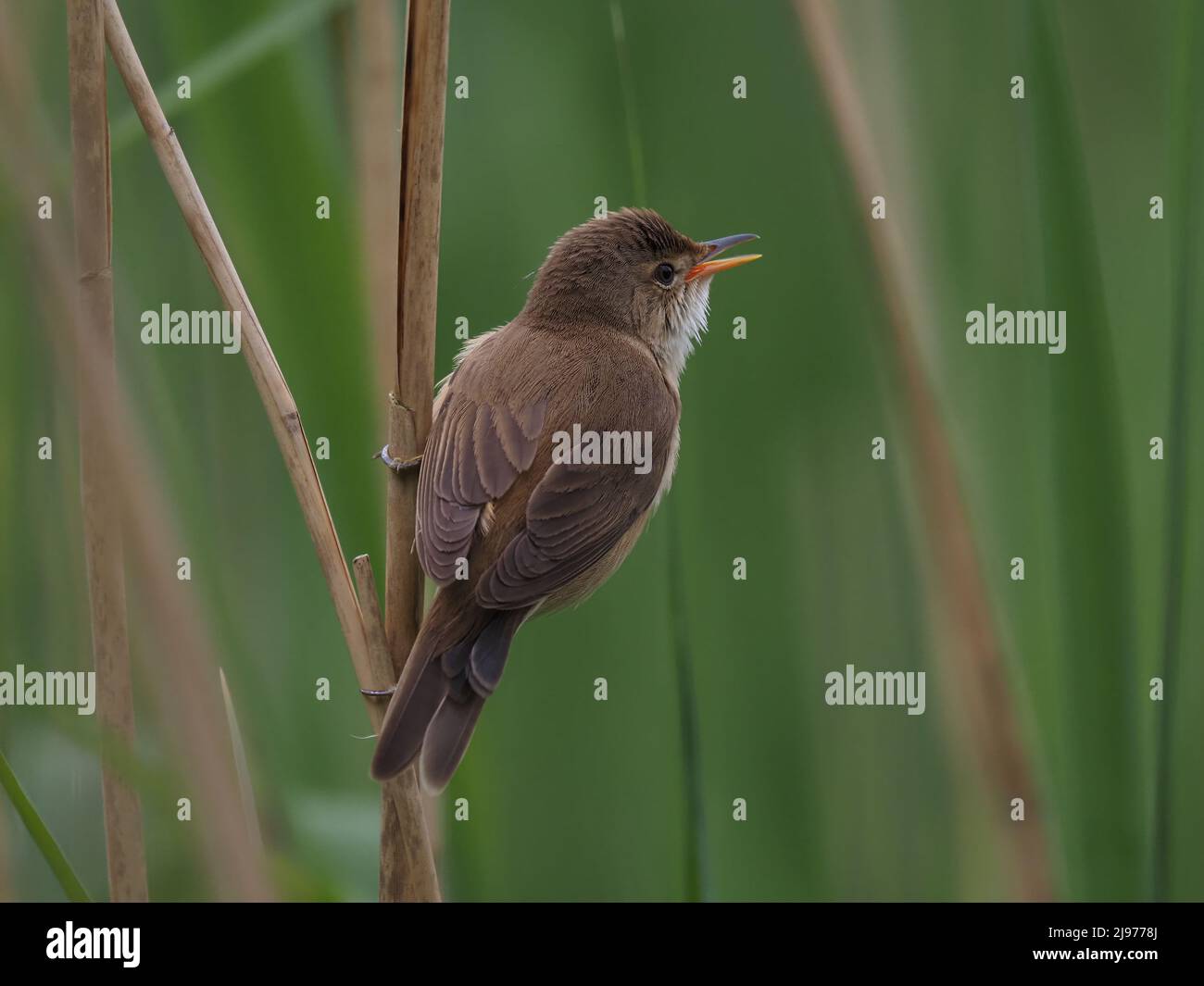 These tiny birds migrate thousands of miles to breed in the UK in our reed beds. Stock Photo