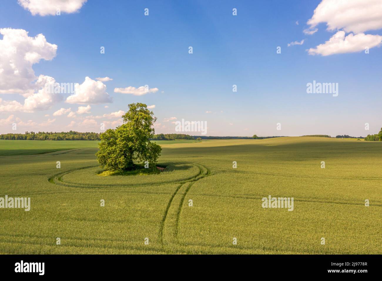 view from above on lonely tree with shadow in a green field and sky ...
