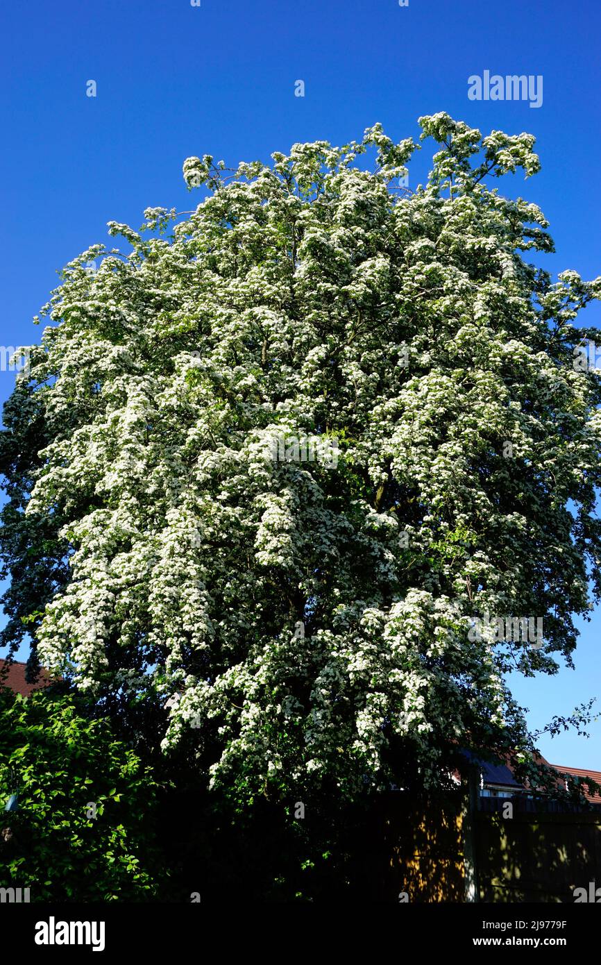 May blossom or hawthorn blossom on a Hawthorn tree in my garden on 15th may 2022 at Sutton in Ashfield, Nottinghamshire. Stock Photo