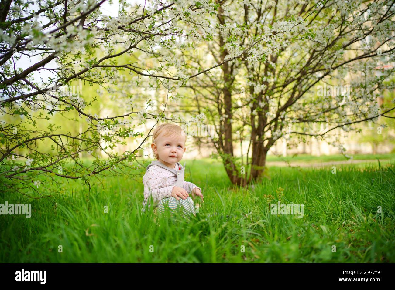 girl in a cherry blossom garden. High quality photo Stock Photo - Alamy