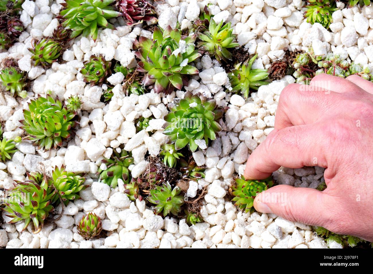 Man planting sedum in a garden bed with white stone gravel. Stock Photo