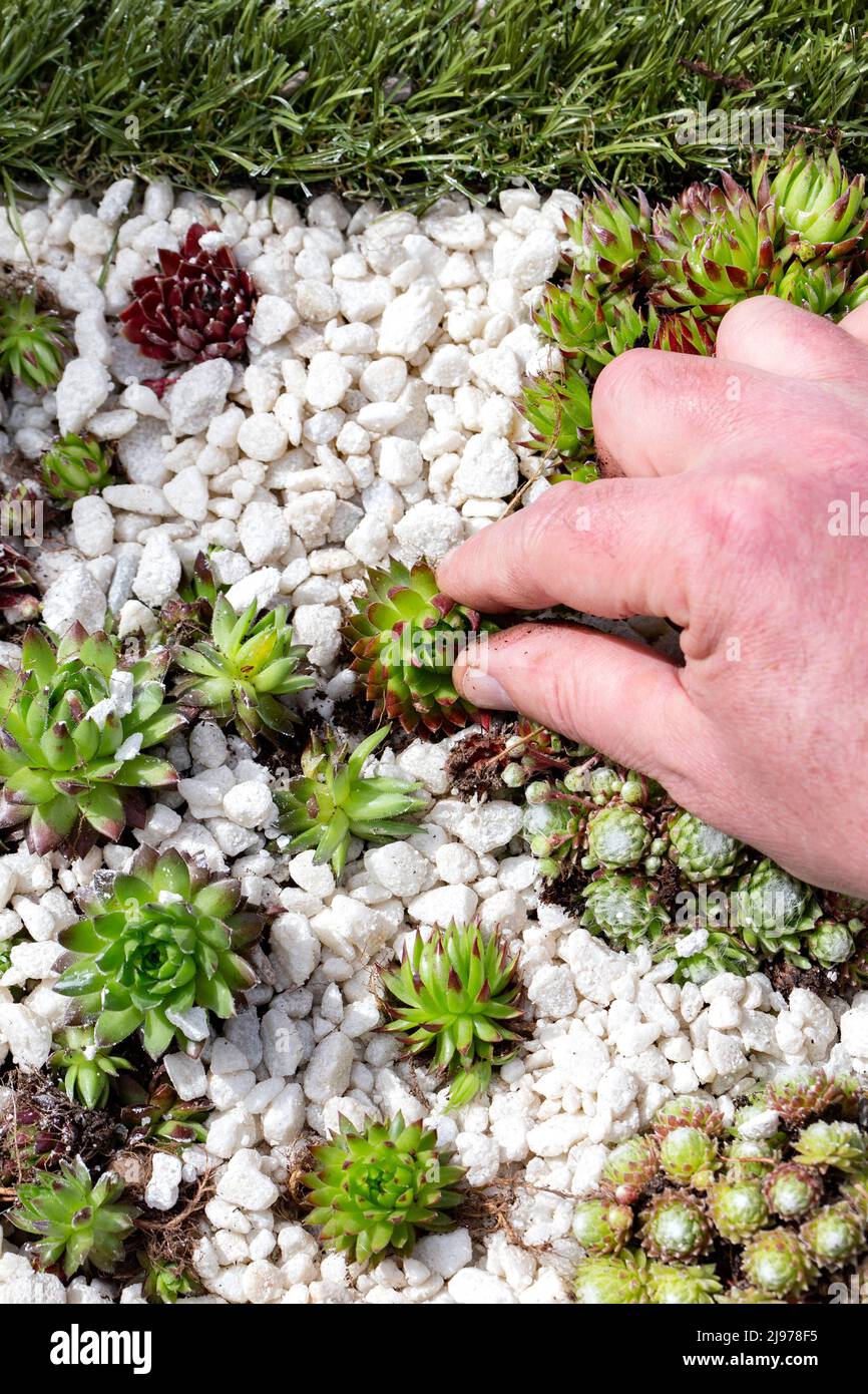 Man planting sedum in a garden bed with white stone gravel. Stock Photo