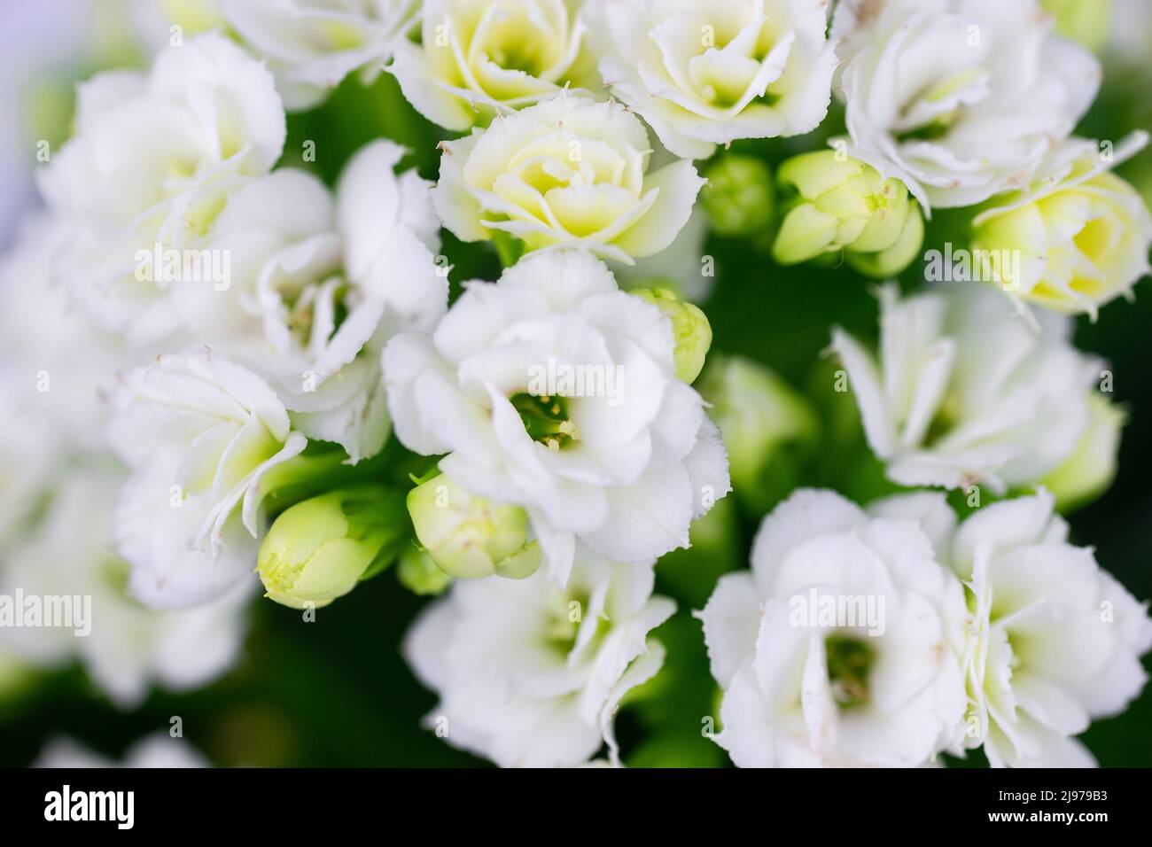 Close-up photo of a beautiful Kalanchoe blossfeldiana 'Calandiva White' flower on a white background Stock Photo