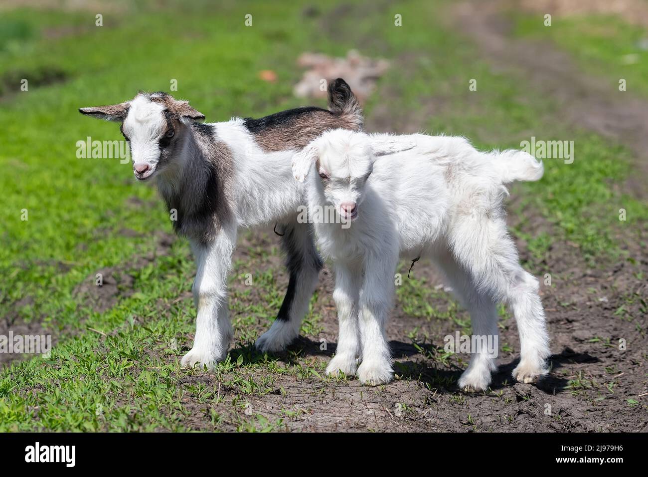White goats in a meadow of a goat farm. White goats. Lovely white baby goat running on grass. White baby goat sniffing green grass outside at an anima Stock Photo
