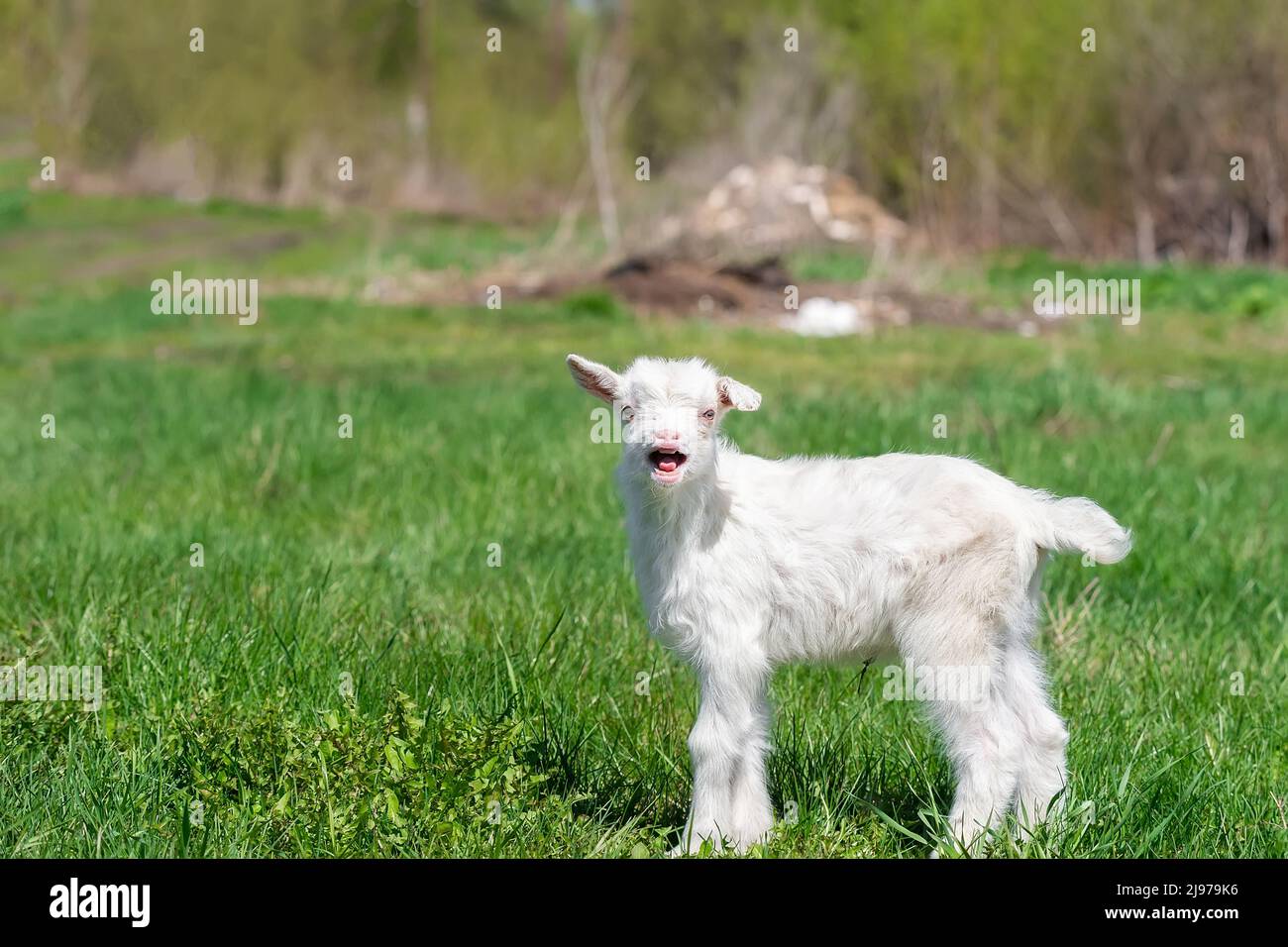Goat In Garden White goat in the garden eats young succulent grass, breeding goats ...