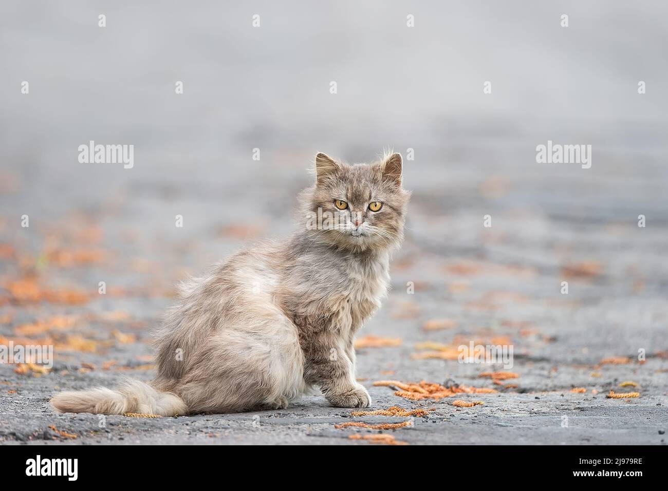 stray cat in the road. Road traffic accidents account for many cats