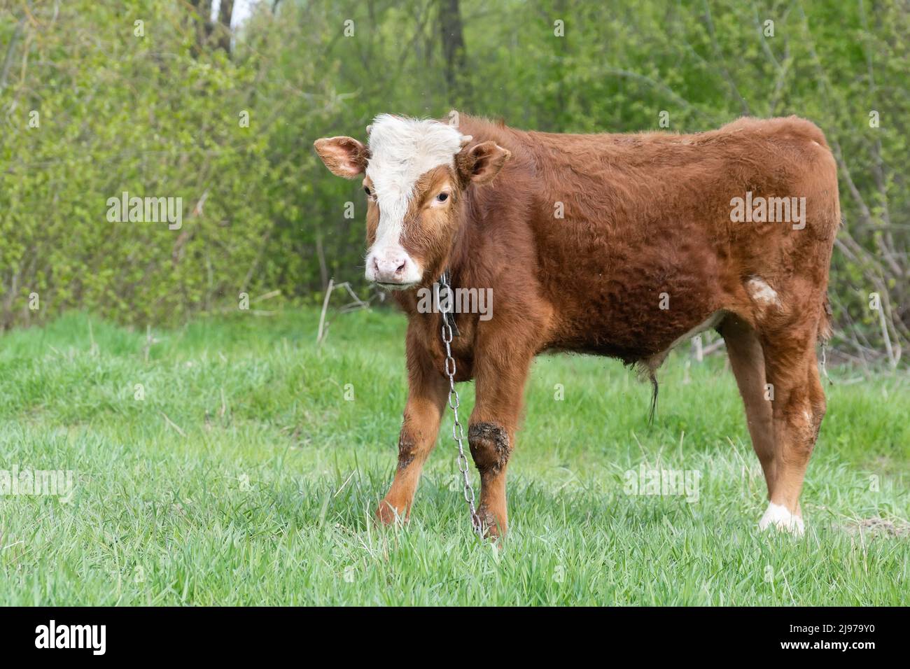 Red angus heifer portrait picture blue sky background Stock Photo - Alamy