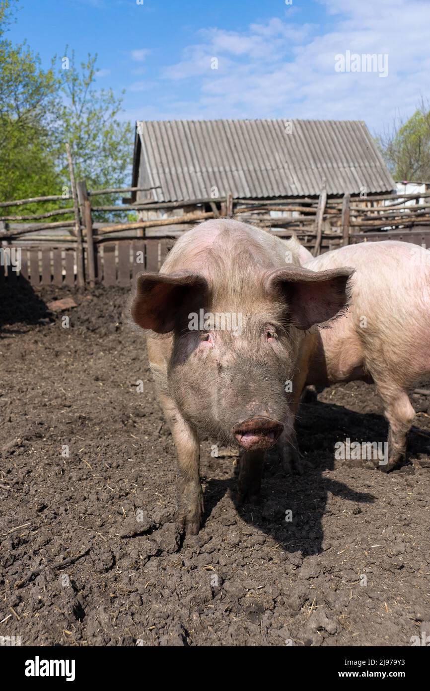 Pink pigs on the farm. Swine at the farm. Meat industry. Pig farming to
