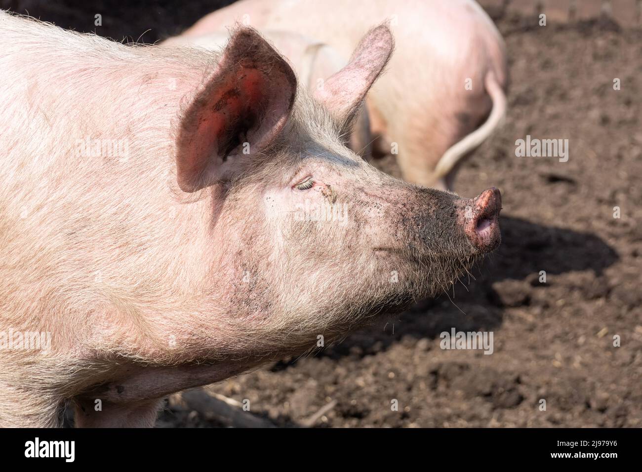 Pink pigs on the farm. Swine at the farm. Meat industry. Pig farming to