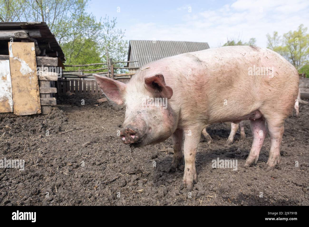 Pink pigs on the farm. Swine at the farm. Meat industry. Pig farming to