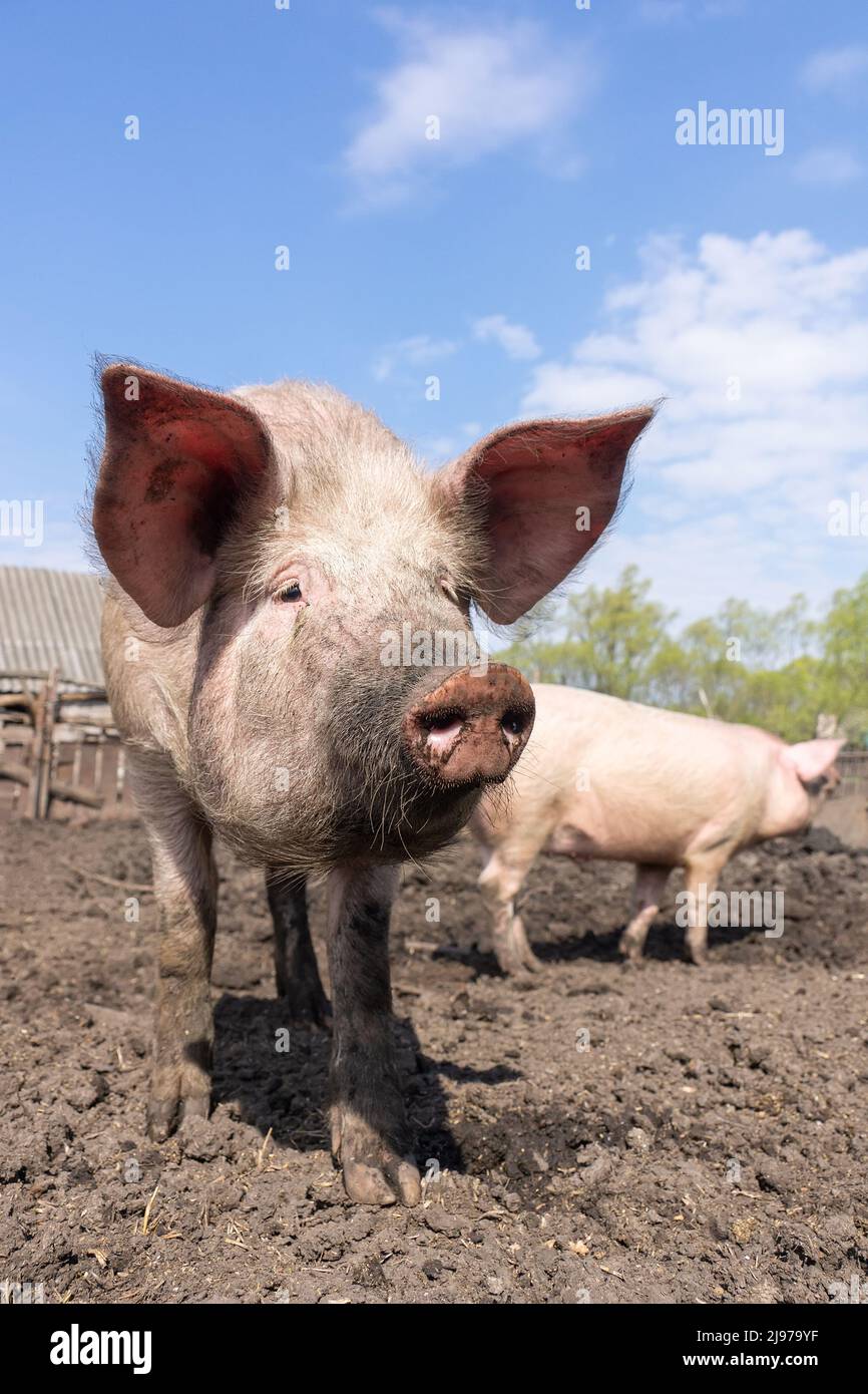 Pink pigs on the farm. Swine at the farm. Meat industry. Pig farming to