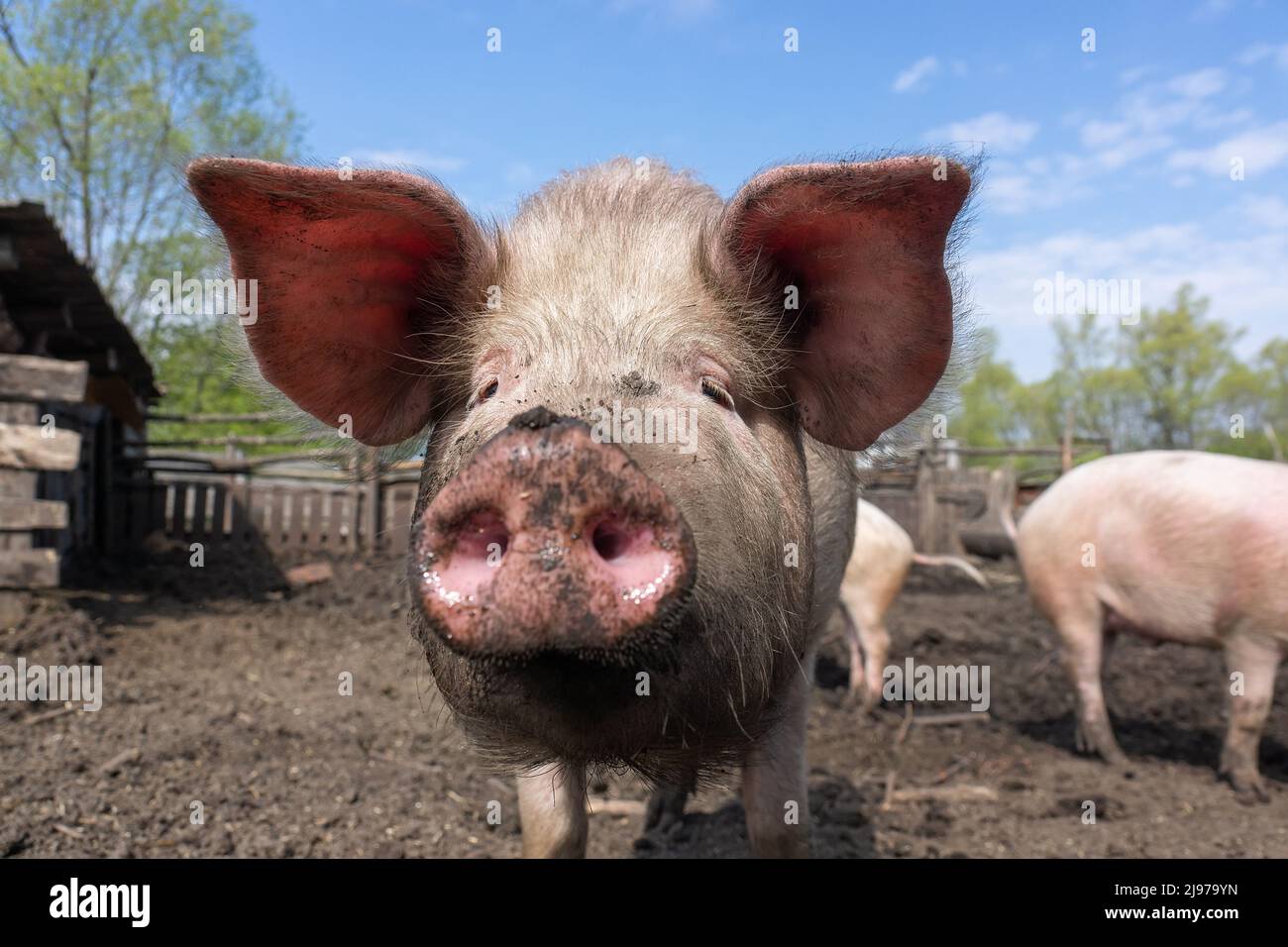 Pink pigs on the farm. Swine at the farm. Meat industry. Pig farming to