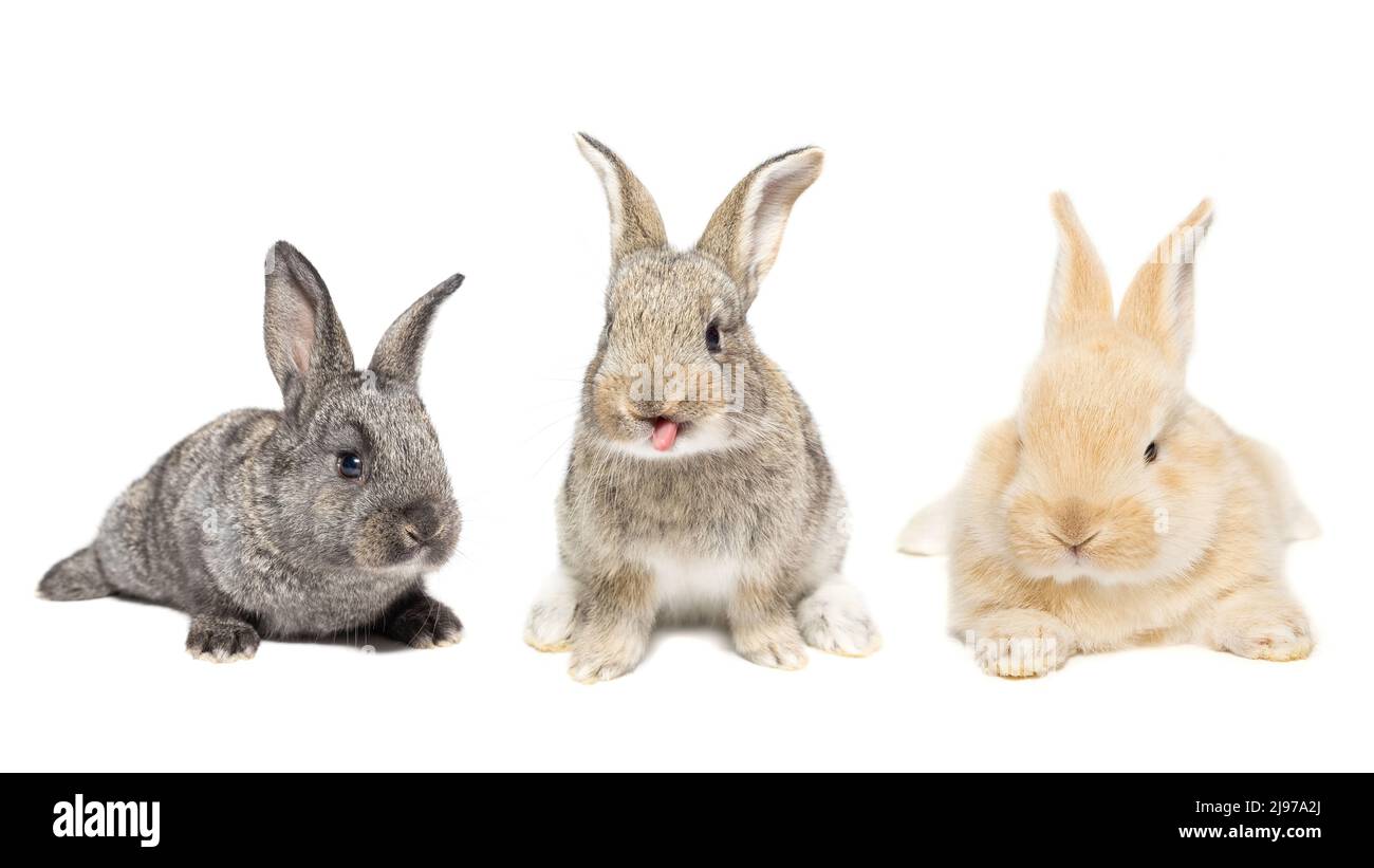 red fluffy rabbit looking at the signboard. Isolated on white background. Easter bunny Stock Photo