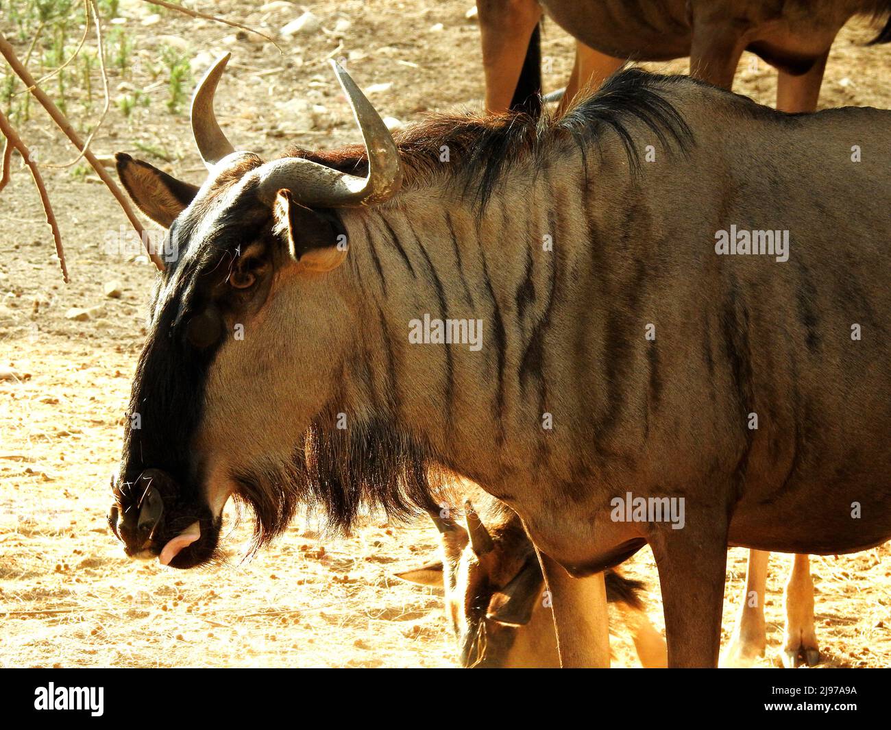 A portrait of a wildebeest animal, also called gnu that are antelopes of  the genus Connochaetes and native to Eastern and Southern Africa. They  belong Stock Photo - Alamy