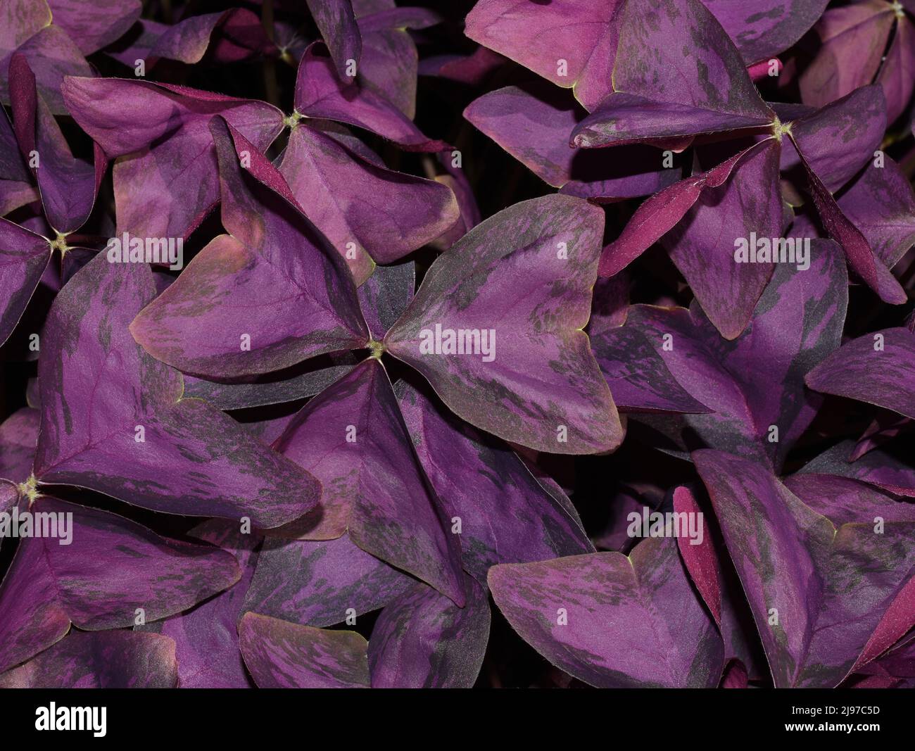 Oxalis triangularis false shamrock plant purple foliage Stock Photo