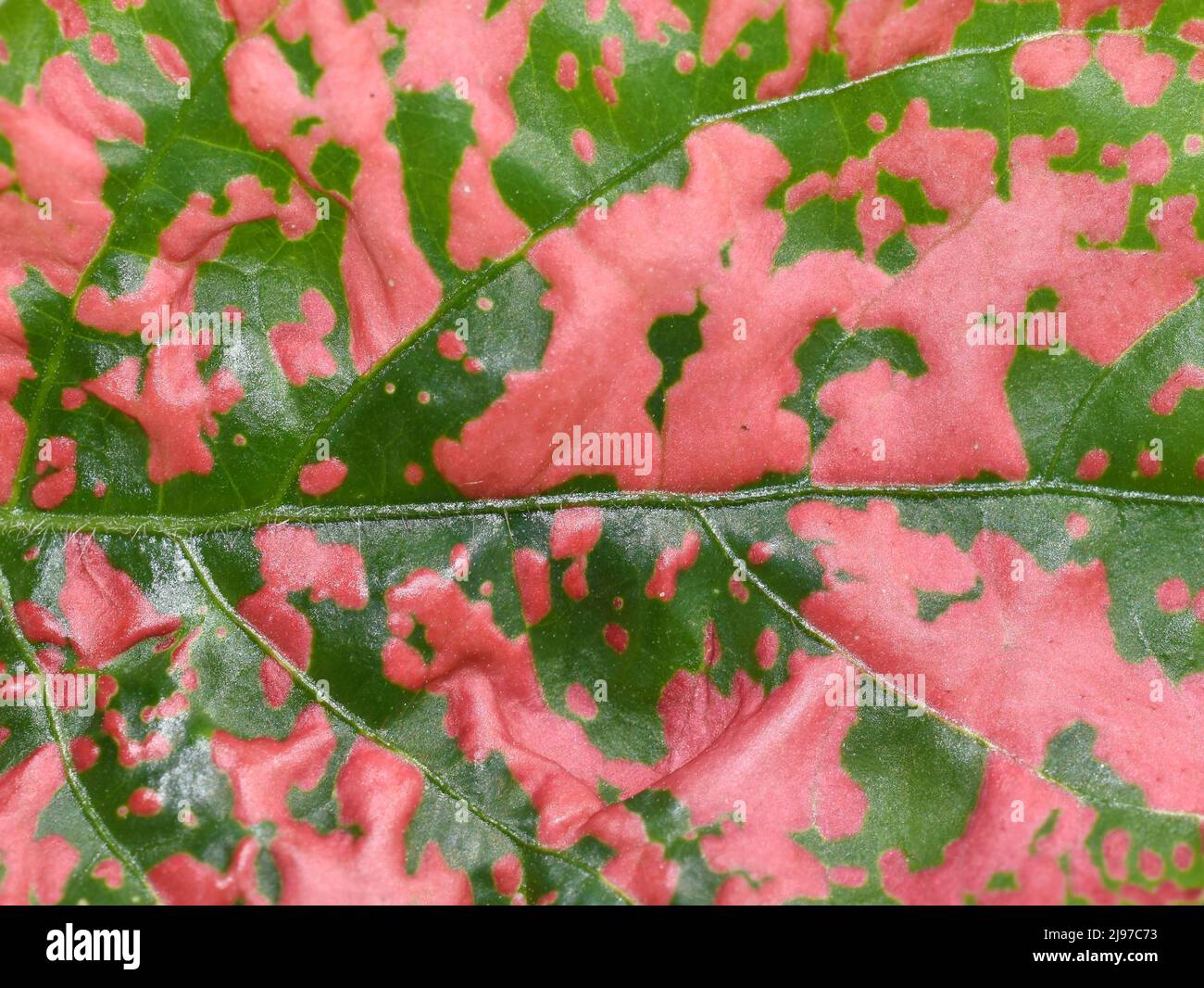 Closeup on the green and pink leaf of a hypoestes plant Stock Photo