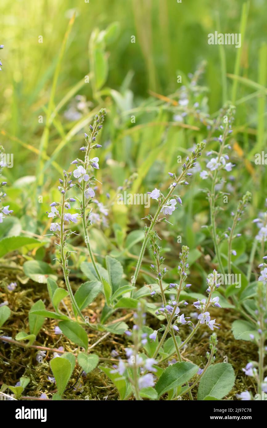 The medicinal plant Veronica officinalis heath speedwell growing in a wildflower field Stock Photo