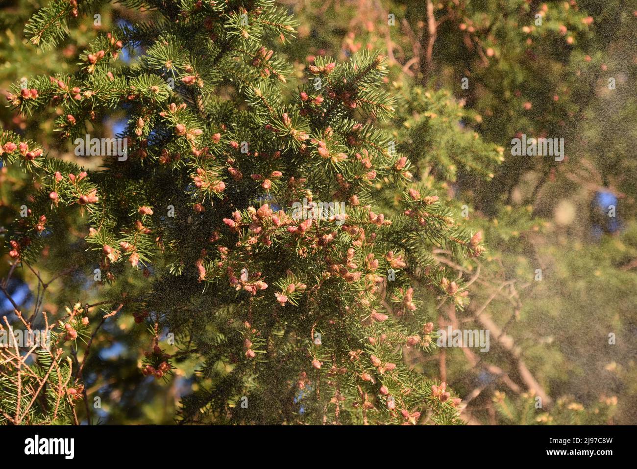 Fir tree Picea abies spraying enormous amounts of pollen in spring Stock Photo