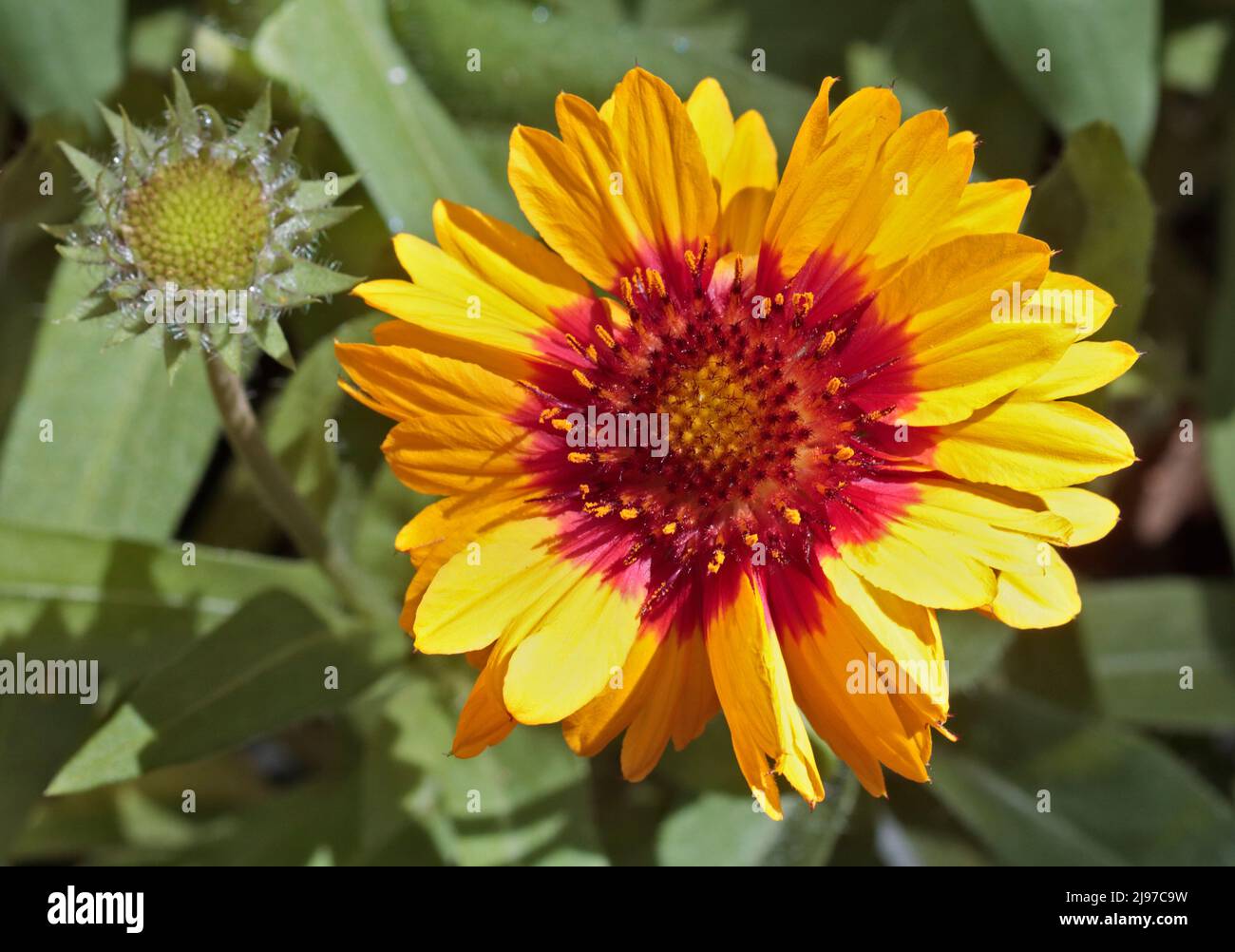 Gaillardia Mesa Bright Colour (blanket flower) Stock Photo