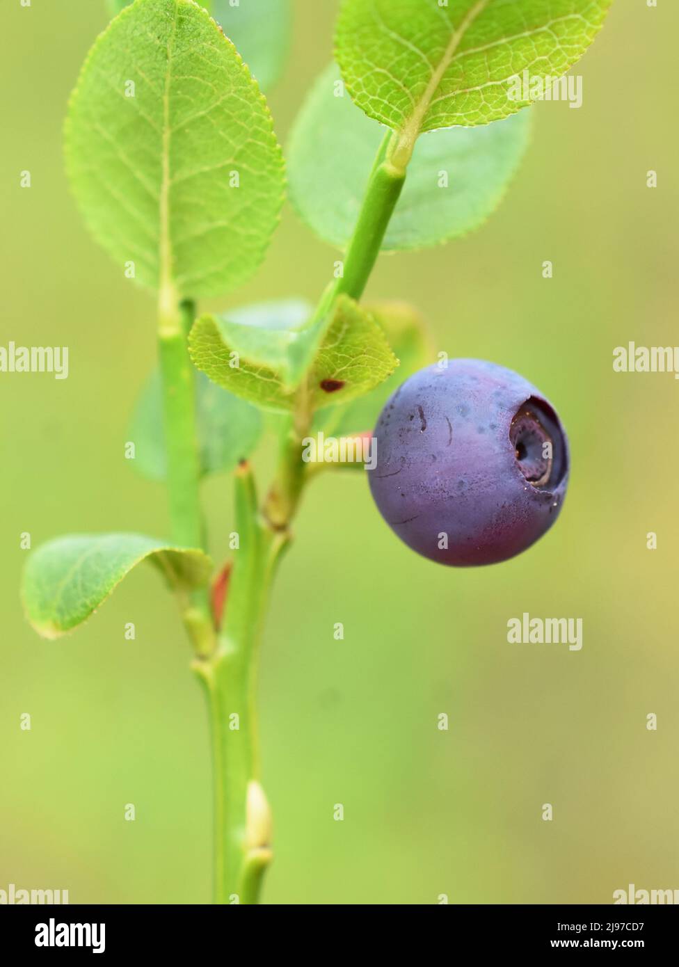 Closeup on one single berry of European blueberry plant Vaccinium myrtillus Stock Photo