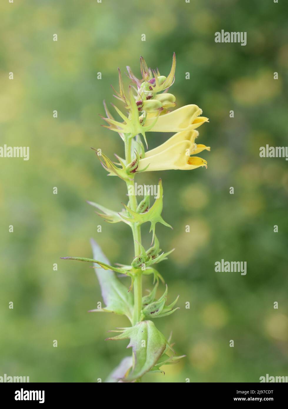 Common cow wheat Melampyrum pratense yellow flowers Stock Photo