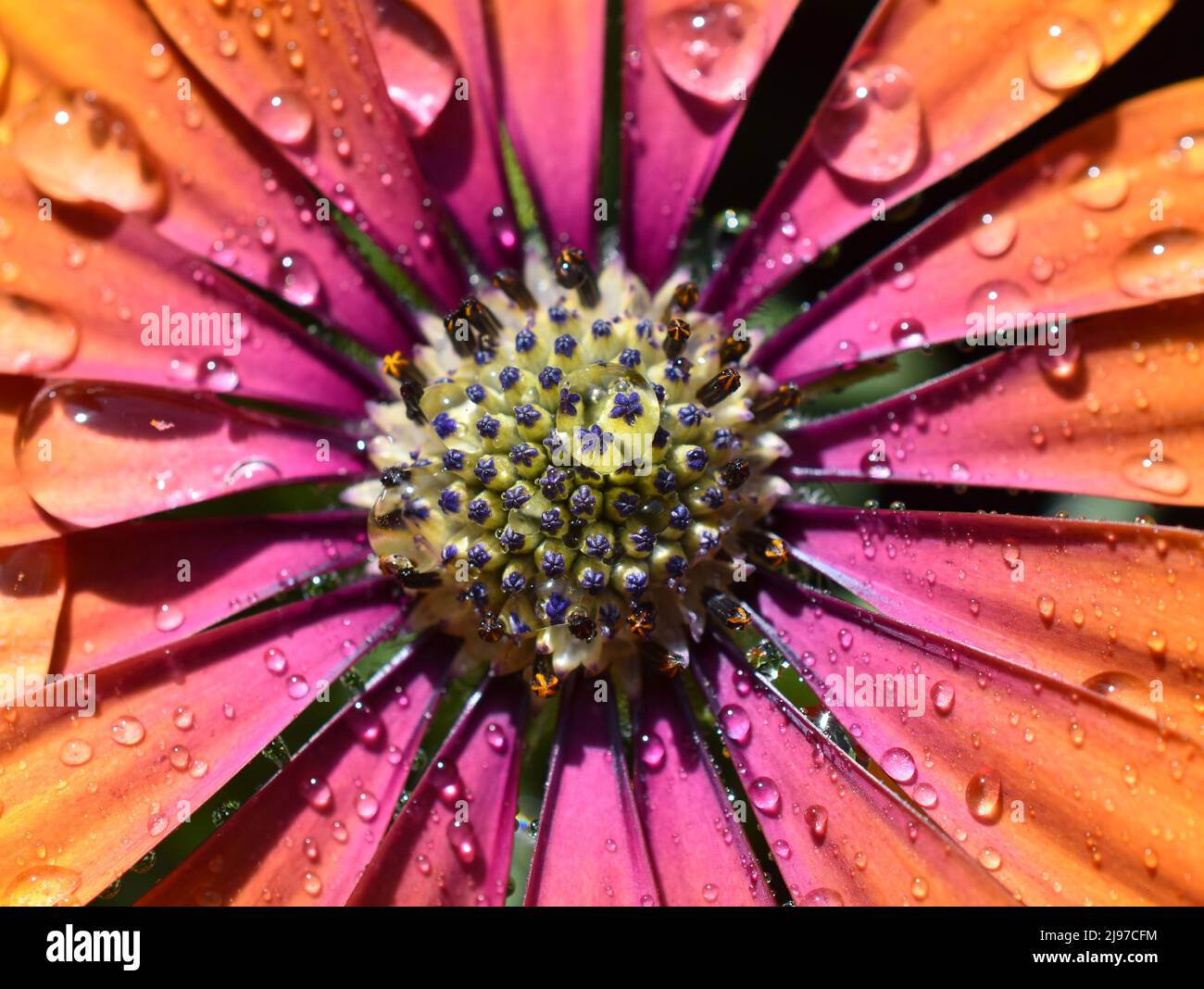 closeup on spanish margurite flower with raindrops Stock Photo