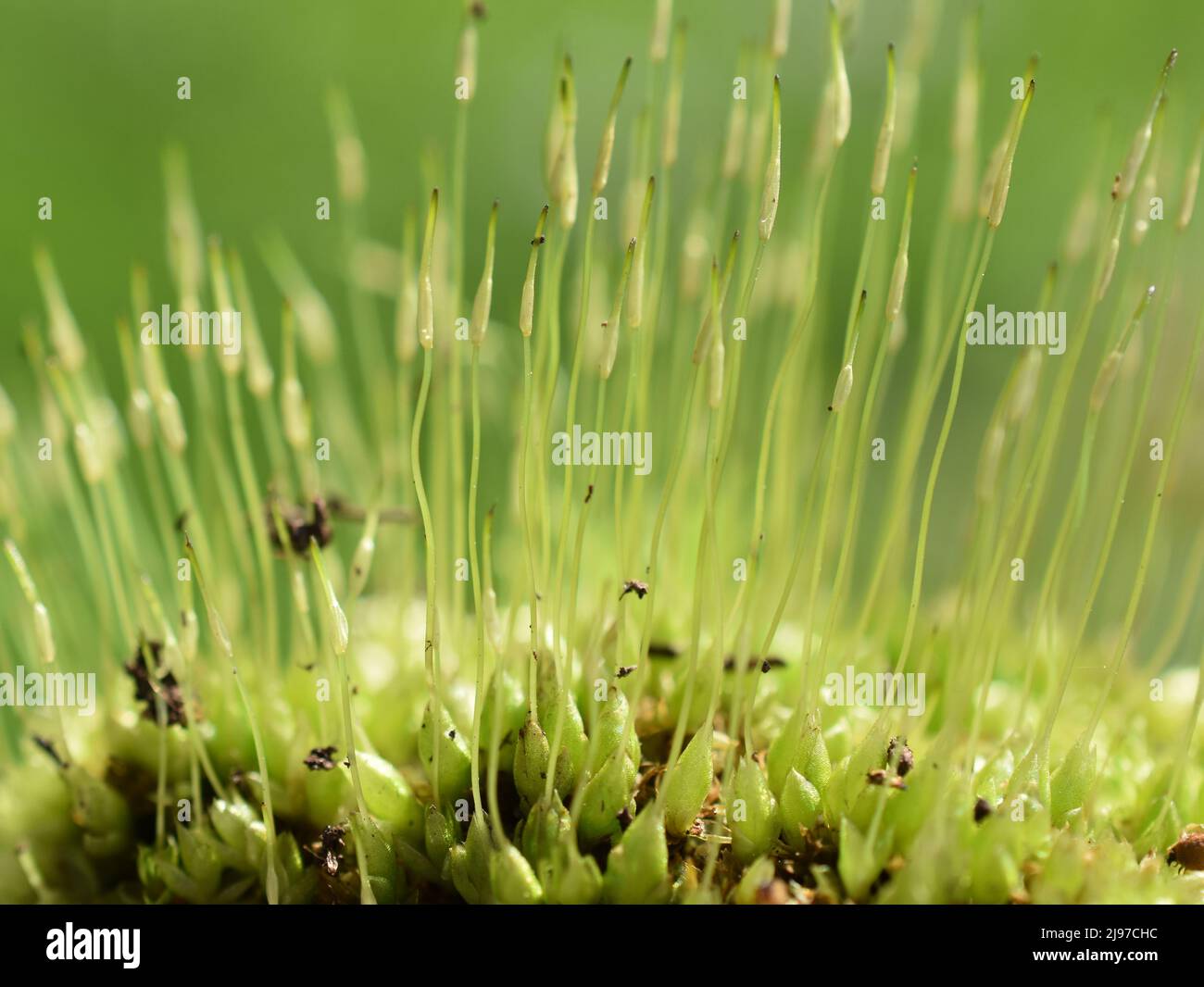 Extreme closeup on spores of windblown moss dicranum Stock Photo