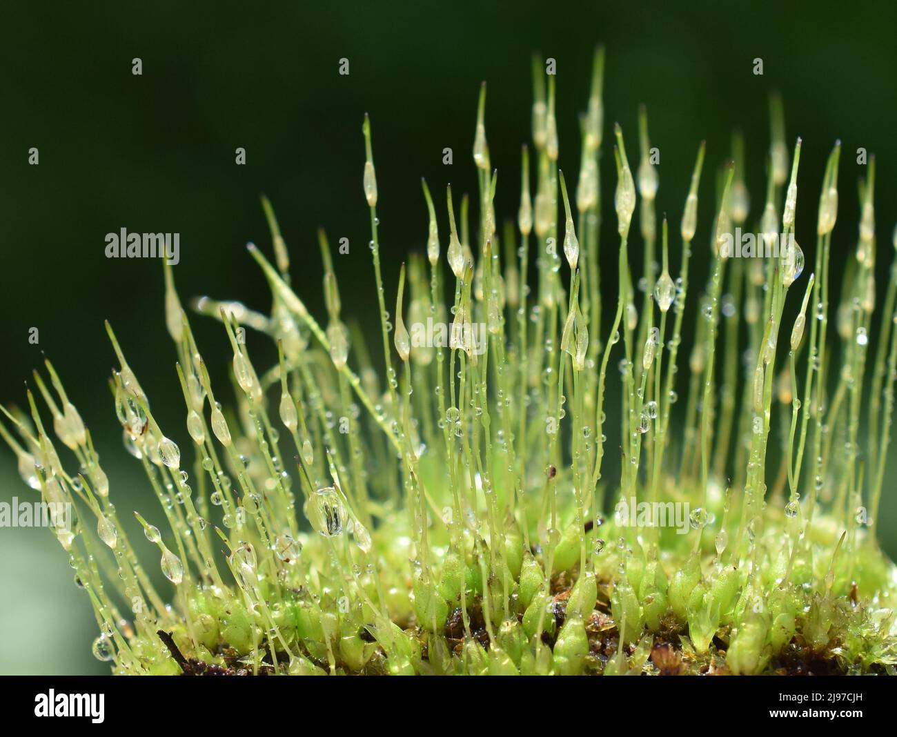 Extreme closeup on spores of windblown moss dicranum with raindrops Stock Photo