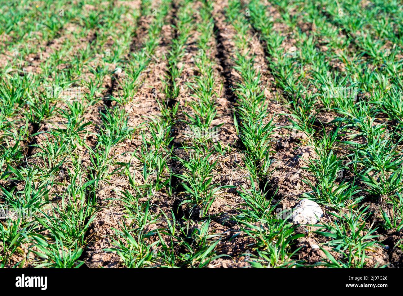 Shoots in farm fields hi-res stock photography and images - Alamy