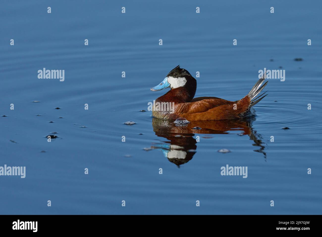 Drake Ruddy Duck Ruddy drake oxyura jamaicensis hi-res stock photography and images - Alamy