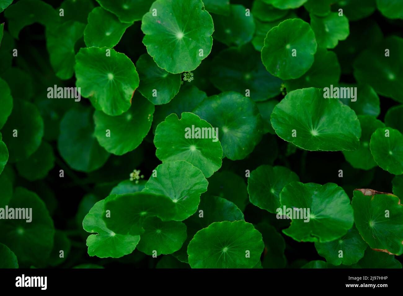 Close-up of green water pennywort in the garden Stock Photo
