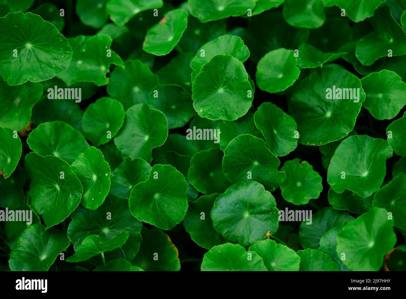 Close-up of green water pennywort in the garden Stock Photo