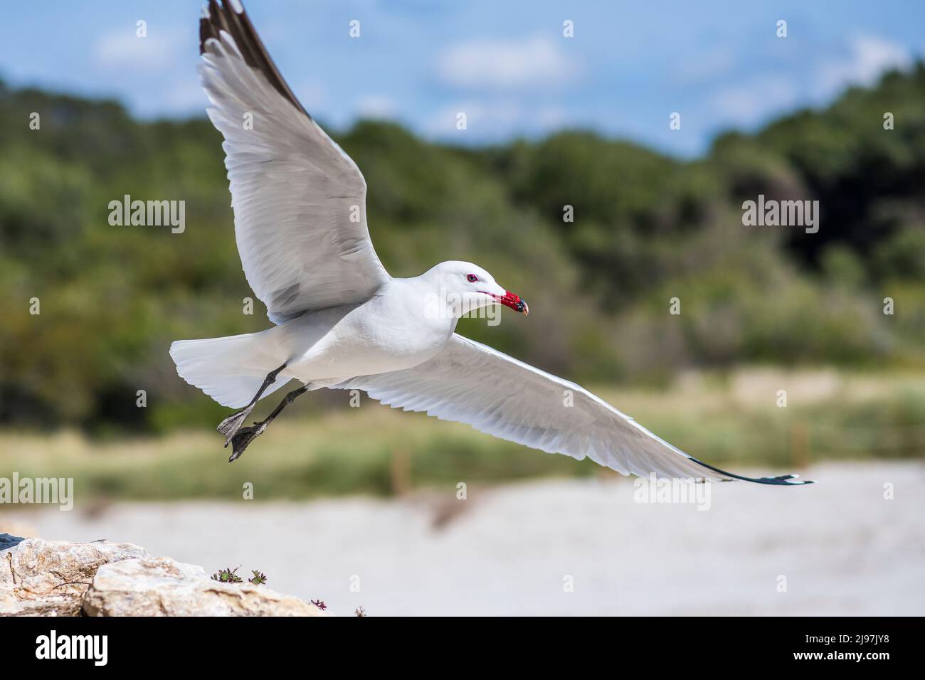 Audouin's gull (Ichthyaetus audouinii) is a large gull restricted to the Mediterranean and the western coast of Saharan Africa and the Iberia. Stock Photo