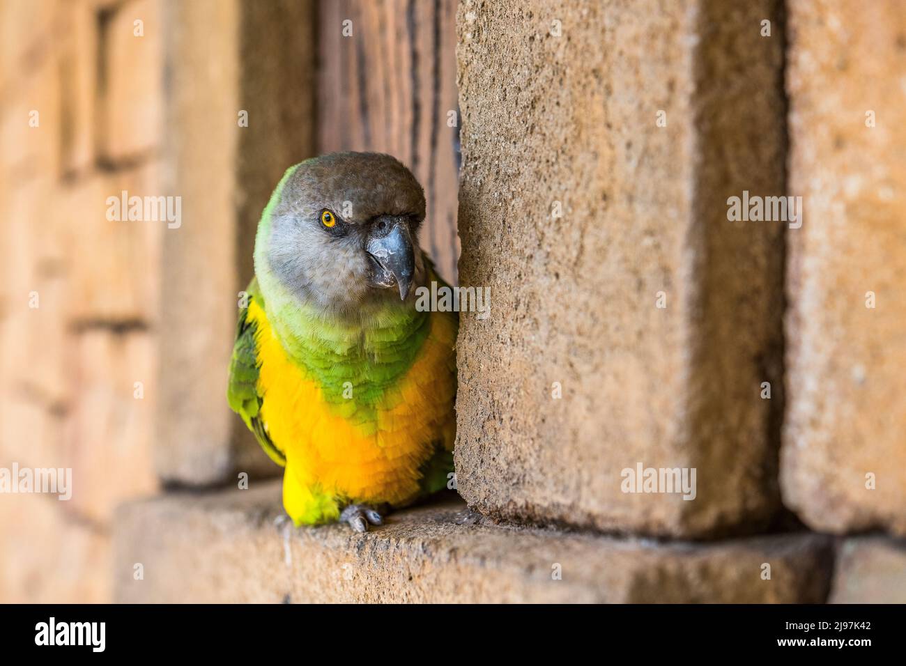 The Senegal parrot (Poicephalus senegalus) is a parrot which is a resident breeder across a wide range of west Africa. Stock Photo