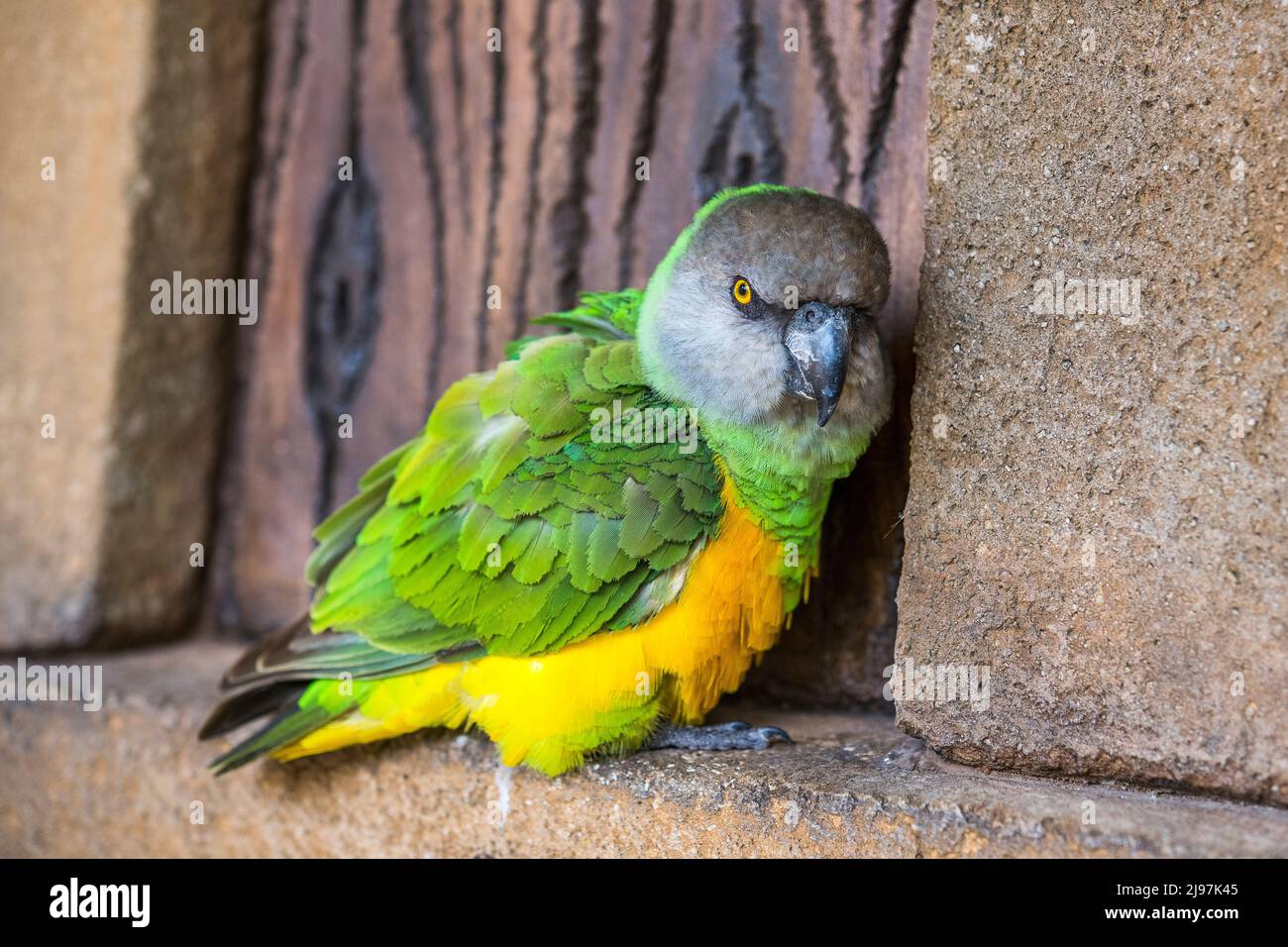 The Senegal parrot (Poicephalus senegalus) is a parrot which is a resident breeder across a wide range of west Africa. Stock Photo