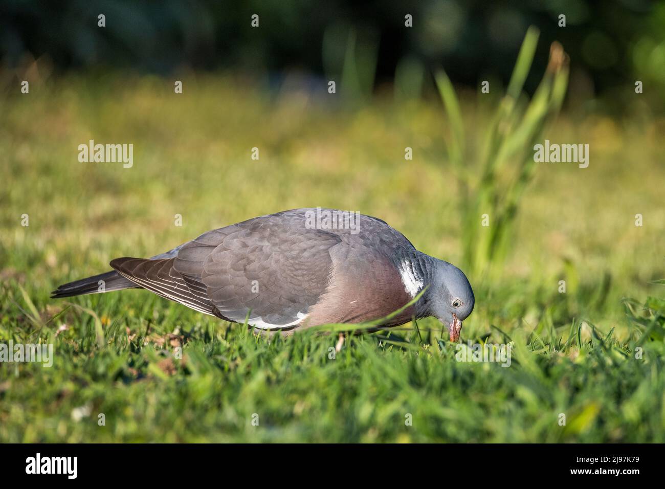 Common wood pigeon or common woodpigeon (Columba palumbus), also known