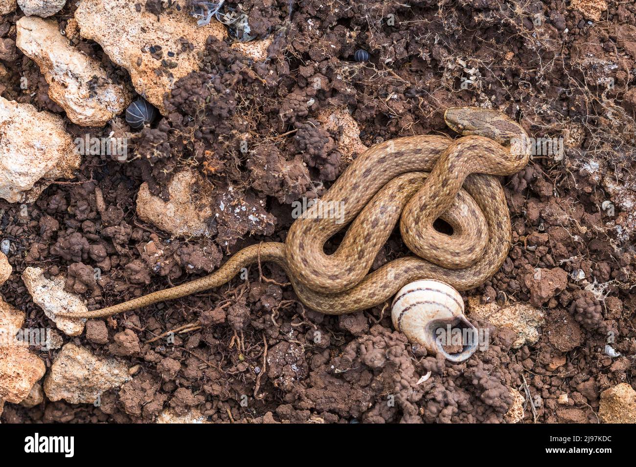 False Smooth Snake (Macroprotodon mauritanicus). Stock Photo