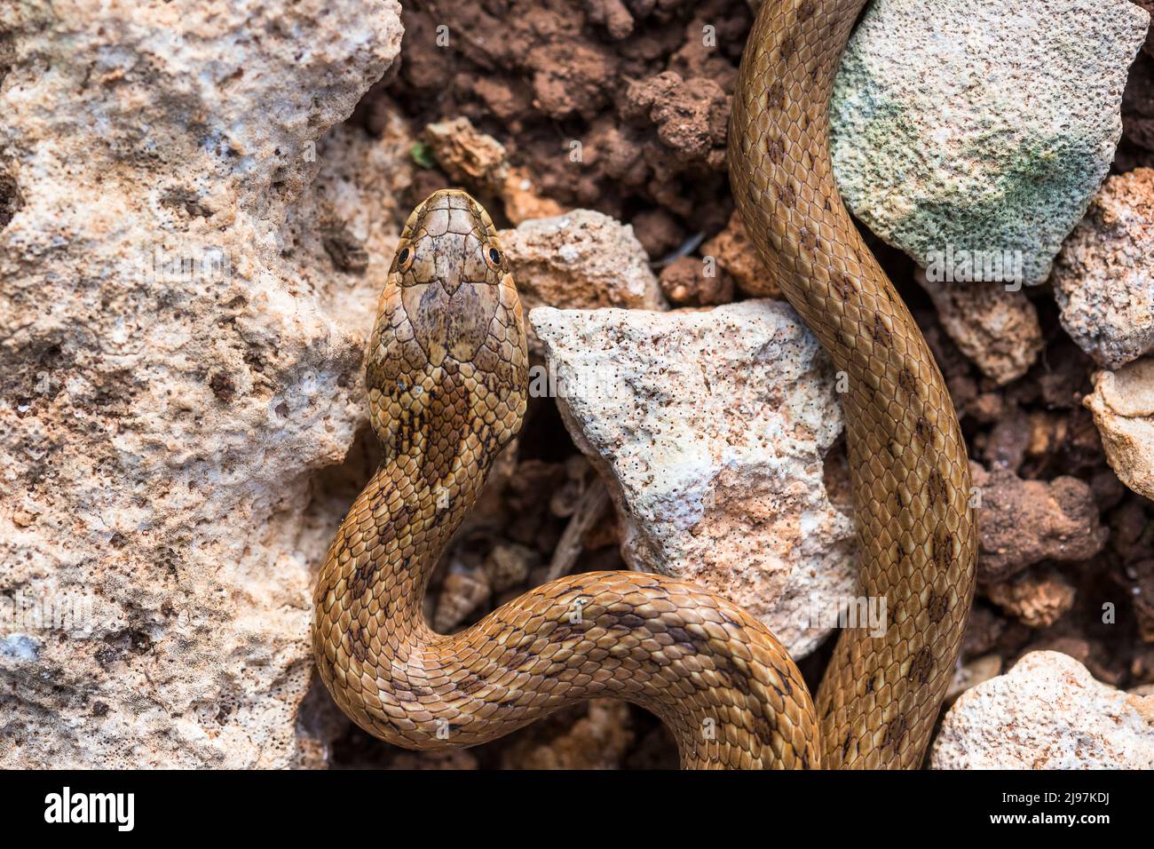 False Smooth Snake (Macroprotodon mauritanicus). Stock Photo